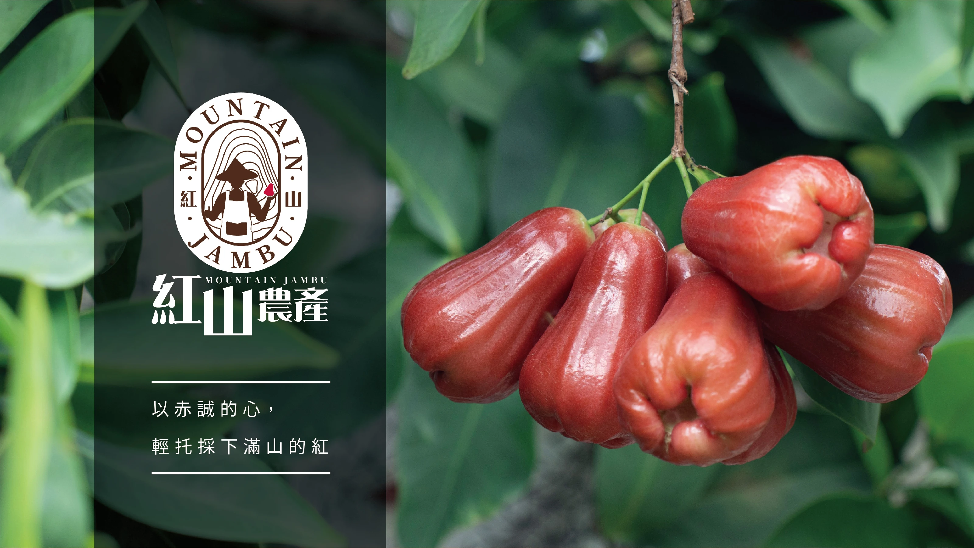 紅山農產品牌策略與識別設計 01