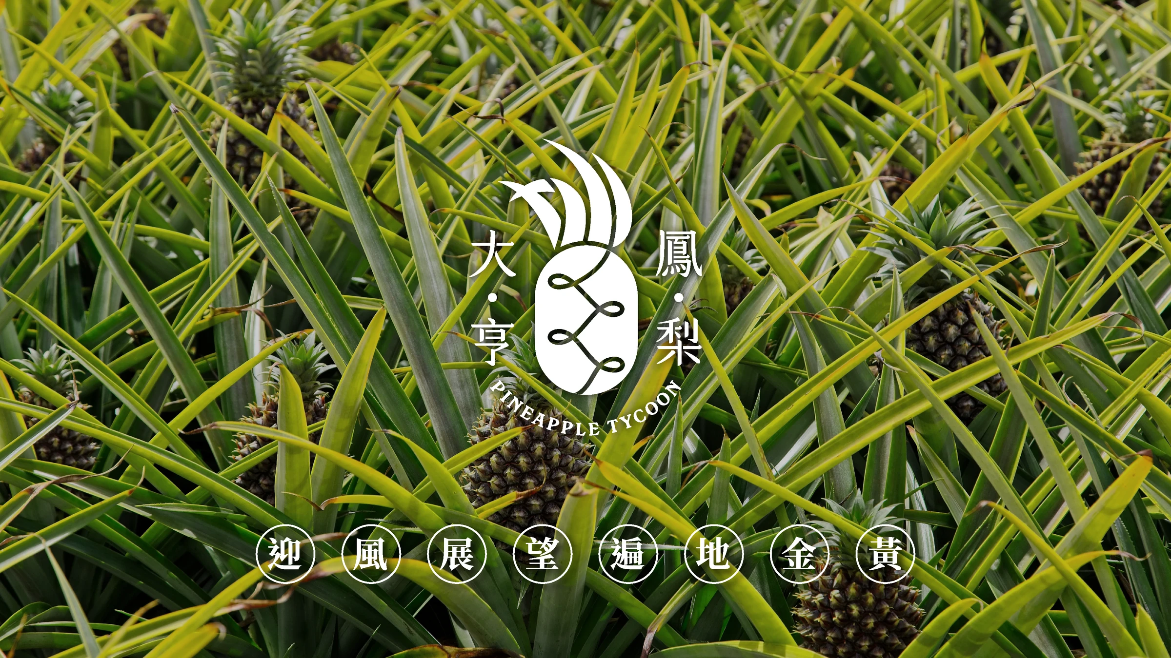 鳳梨大亨品牌識別、紙箱包裝與社群平台建置 31