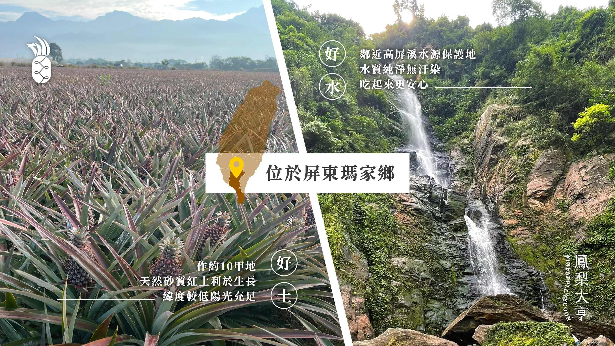 鳳梨大亨品牌識別、紙箱包裝與社群平台建置 33